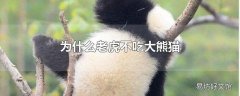 为什么老虎不吃大熊猫