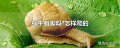 蜗牛有脚吗?怎样爬的