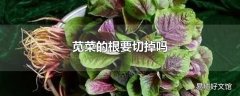 苋菜的根要切掉吗