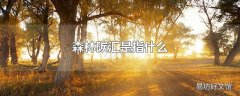 森林碳汇是指什么