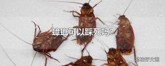 蟑螂可以踩死吗?