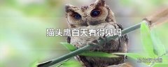 猫头鹰白天看得见吗