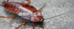 蟑螂卵怎么消灭最彻底