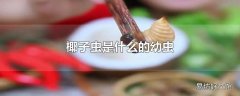 椰子虫是什么的幼虫