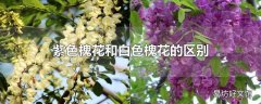 紫色槐花和白色槐花的区别