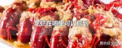 龙虾在哪里可以抓到