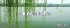 柳树滴水是什么原因