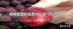 杨梅里面的虫是什么虫?可以吃吗?