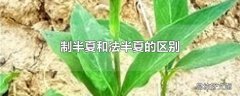 制半夏和法半夏的区别