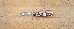 蟑螂为什么灭绝不了
