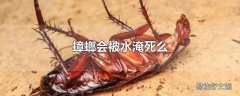 蟑螂会被水淹死么