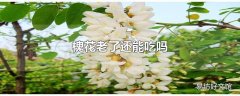 槐花老了还能吃吗