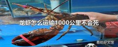 龙虾怎么运输1000公里不会死