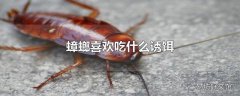 蟑螂喜欢吃什么诱饵