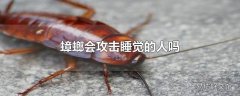 蟑螂会攻击睡觉的人吗