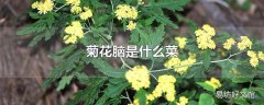 菊花脑是什么菜