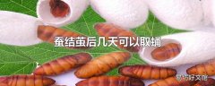 蚕结茧后几天可以取蛹