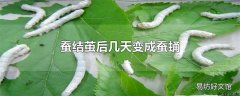 蚕结茧后几天变成蚕蛹