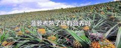 菠萝煮熟了还有营养吗