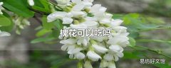 槐花可以吃吗