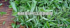 新鲜茶叶可以泡茶喝吗