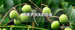 无患子洗头的危害