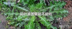 花叶滇苦菜能不能吃