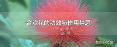 合欢花的功效与作用禁忌