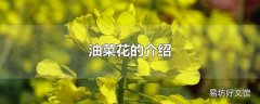 油菜花的介绍