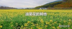 油菜花的其他