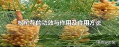 松树花的功效与作用及食用方法