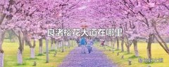 良渚樱花大道在哪里