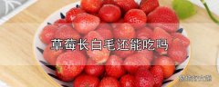 草莓长白毛还能吃吗