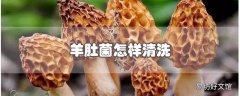 羊肚菌怎样清洗