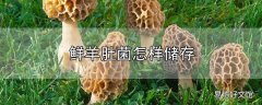 鲜羊肚菌怎样储存