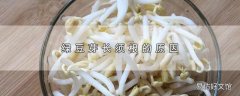 绿豆芽长须根的原因