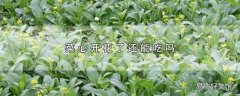 菜心开花了还能吃吗