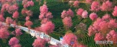 昆明樱花谷风景区在哪里