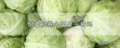 包菜和卷心菜是一种吗