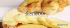 生姜怕冻吗