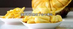 菠萝蜜没熟吃了会中毒吗