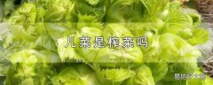 儿菜是榨菜吗