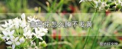 韭菜花怎么腌不发黄