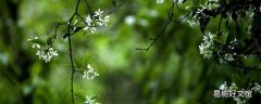 谷雨是什么节气