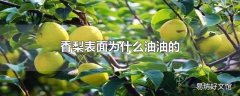 香梨表面为什么油油的