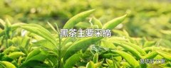 黑茶主要采摘