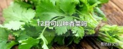 12月可以种香菜吗