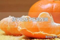 橘子和桔子区别在哪 橘子是什么