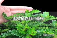 驱蚊植物哪种最好 驱蚊植物中驱蚊草最好