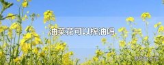 油菜花可以榨油吗